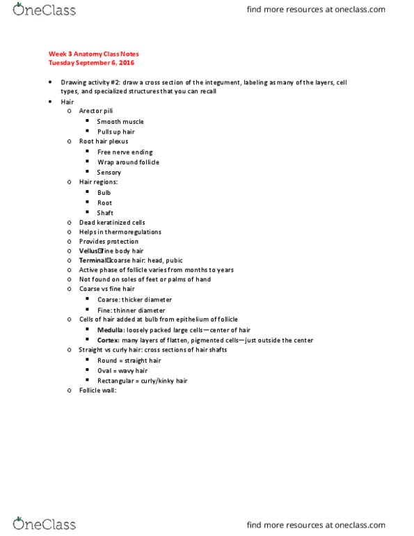 IPHY 3410 Lecture Notes - Lecture 3: Periosteum, Blood Sugar, Diaphysis thumbnail