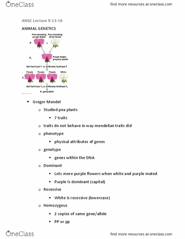 ANSC 1001 Lecture Notes - Lecture 5: Ribose, Thymine, Golden Rice thumbnail