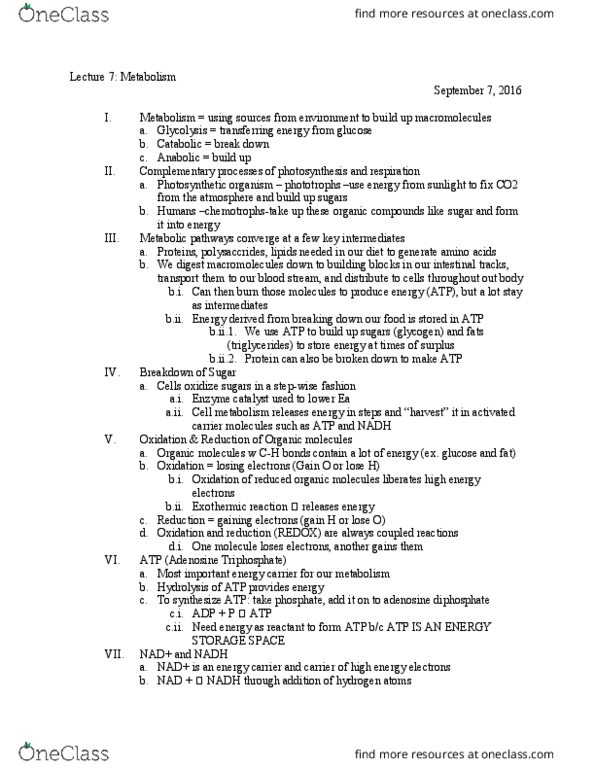 BSCI-1510 Lecture Notes - Lecture 7: Fokker E.Ii, Exothermic Reaction, Glycogen thumbnail