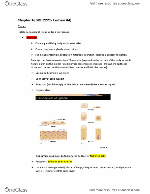 BIOL 2221 Lecture Notes - Lecture 4: Basal Lamina, Parathyroid Gland, Adrenal Gland thumbnail