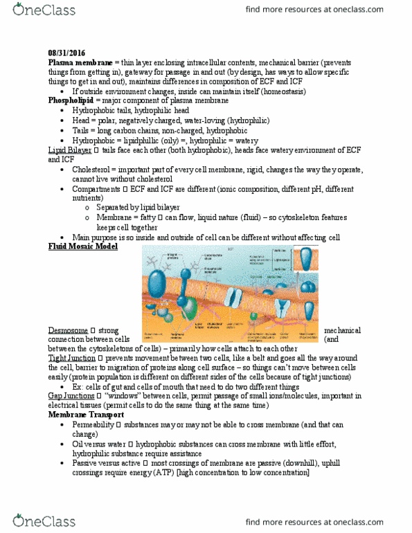 PHIS 206 Lecture Notes - Lecture 3: Cell Membrane, Fluid Mosaic Model, Tight Junction thumbnail