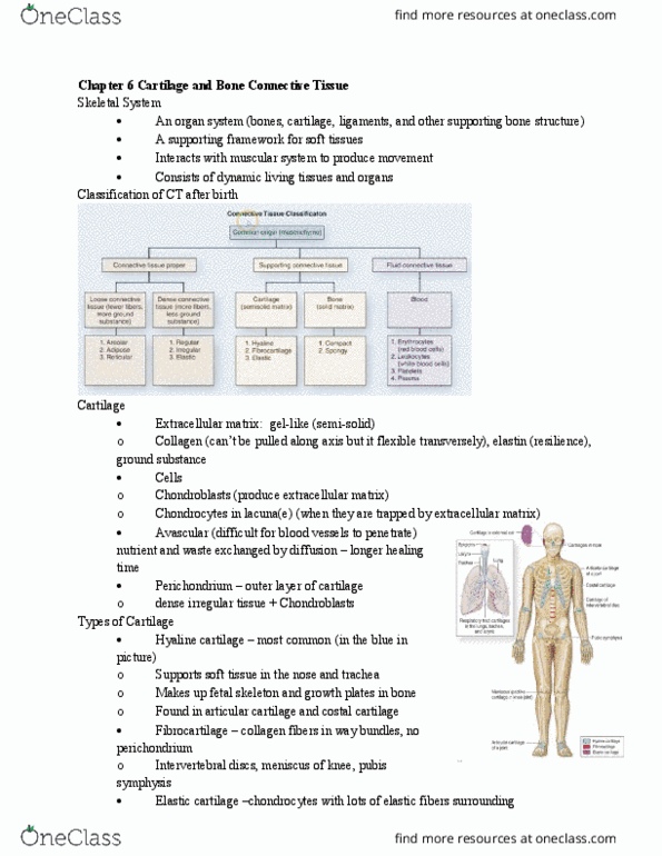 BIOL 205 Lecture Notes - Lecture 11: Dense Irregular Connective Tissue, Hyaline Cartilage, Bone thumbnail