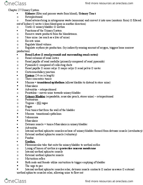 BIOL 205 Lecture Notes - Lecture 29: Urethral Sphincters, Interlobular Arteries, Renal Papilla thumbnail