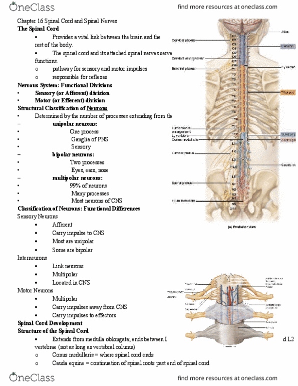 BIOL 205 Lecture Notes - Lecture 22: Anterior Funiculus, Lateral Funiculus, Filum Terminale thumbnail