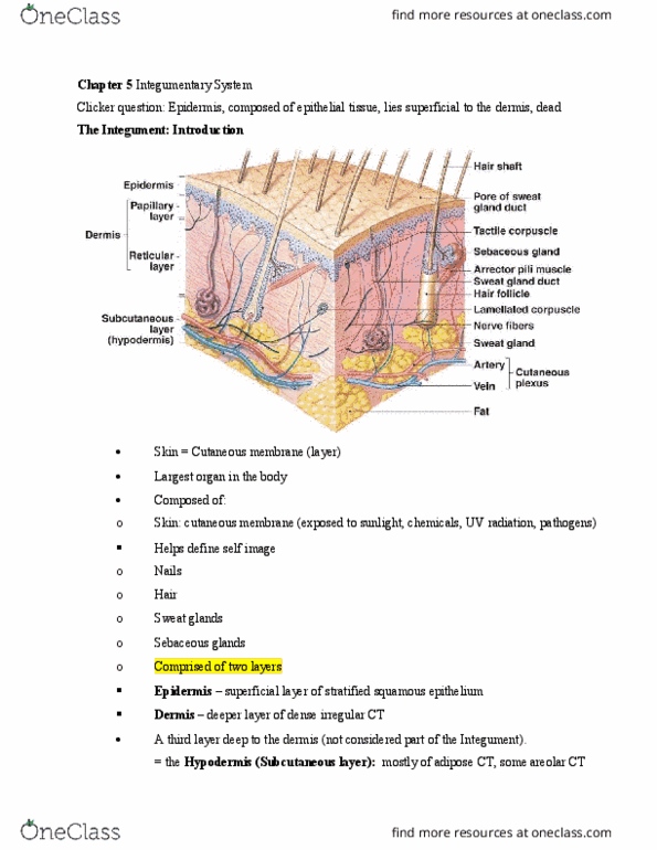 BIOL 205 Lecture Notes - Lecture 8: Stratified Squamous Epithelium, Simple Squamous Epithelium, Stratum Granulosum thumbnail