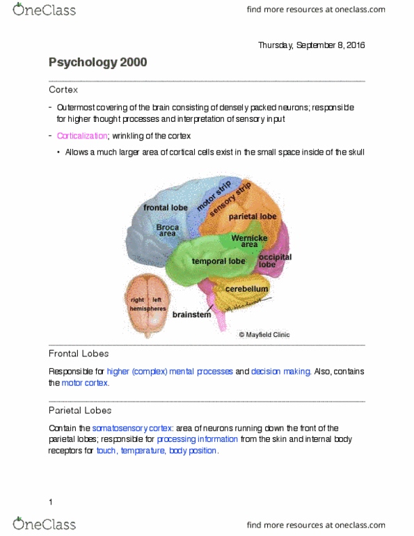 PSYC 2000 Lecture Notes - Lecture 4: Auditory Cortex, Visual Cortex, Homeostasis thumbnail