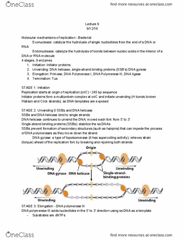 BIOL 313 Lecture Notes - Lecture 9: Primase, Endonuclease, Exonuclease thumbnail