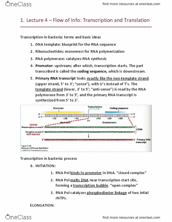 BIOL 200 Lecture Notes - Lecture 4: Transcription Bubble, Phosphodiester Bond, Transfer Rna thumbnail