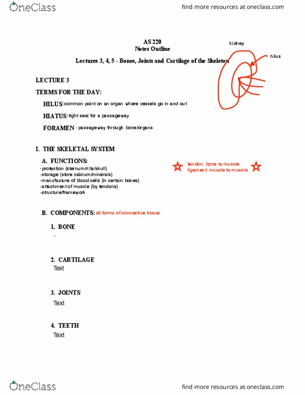 ANSC 220 Lecture Notes - Lecture 3: Haversian Canal, Bone, Chondrocyte thumbnail