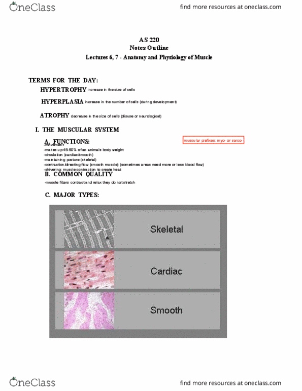 ANSC 220 Lecture Notes - Lecture 7: Myocyte, Skeletal Muscle, Myoglobin thumbnail