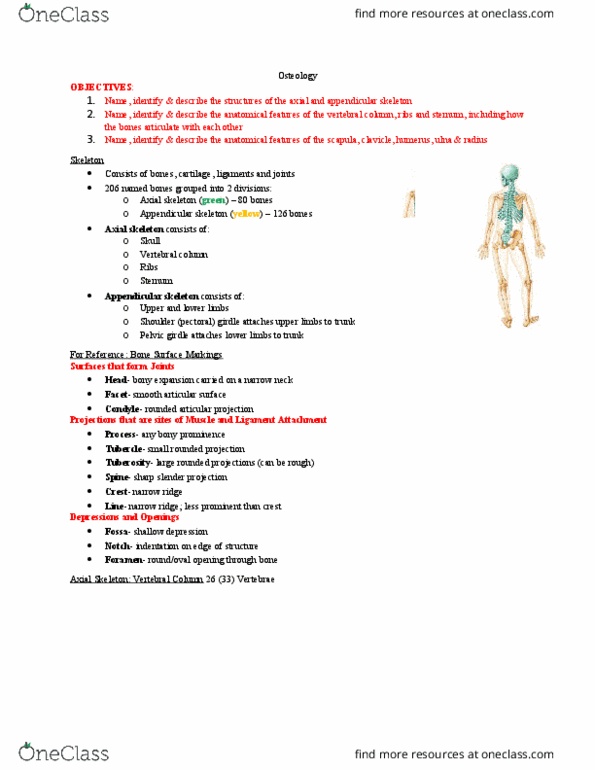 Anatomy and Cell Biology 2221 Lecture Notes - Lecture 2: Appendicular Skeleton, Axial Skeleton, Shoulder Girdle thumbnail