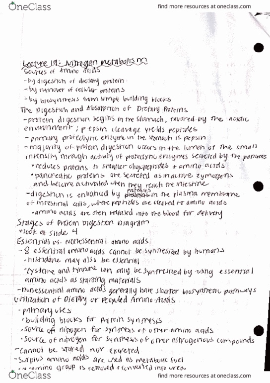 BIOL 4003 Lecture Notes - Lecture 10: List Of Forgotten Realms Nations, Amine, Phosphine thumbnail