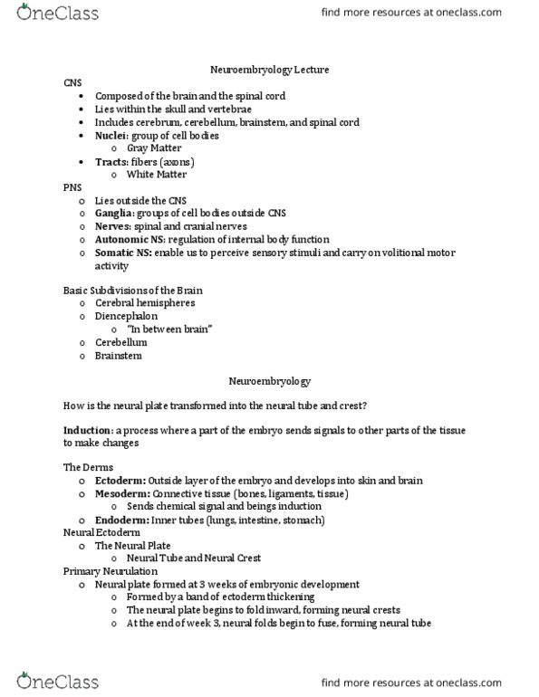 CMD 377 Lecture Notes - Lecture 4: Sulcus Limitans, Neural Crest, Alar Plate thumbnail