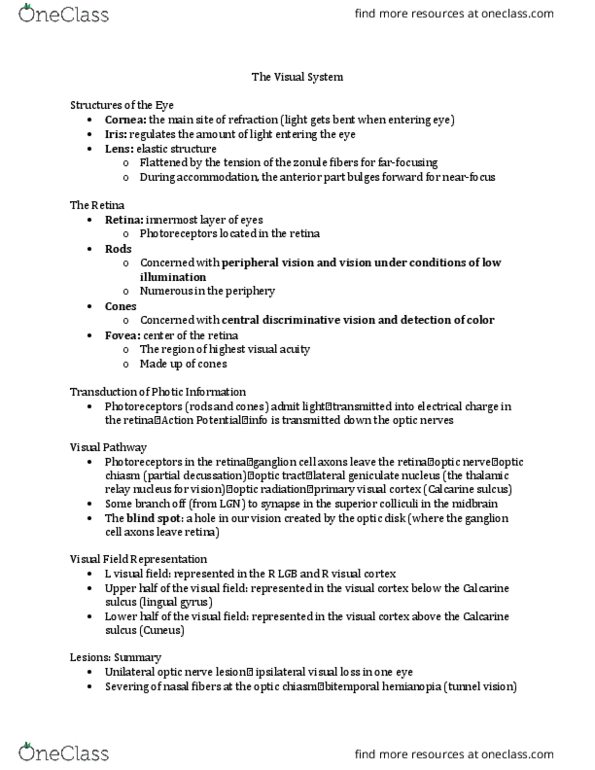 CMD 377 Lecture Notes - Lecture 21: Visual Acuity, Peripheral Vision, Retina thumbnail