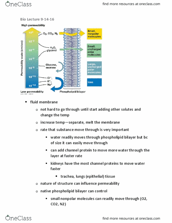 BIOL 1107 Lecture Notes - Lecture 6: Unsaturated Hydrocarbon, Peanut Butter, Lipid Bilayer thumbnail