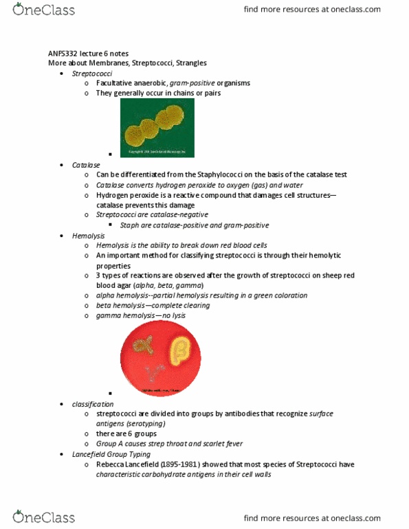 ANFS332 Lecture Notes - Lecture 6: Rebecca Lancefield, Streptococcal Pharyngitis, Streptococcus thumbnail