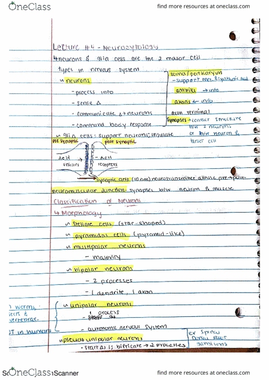 NRSC 277 Lecture 4: Neurocytology thumbnail