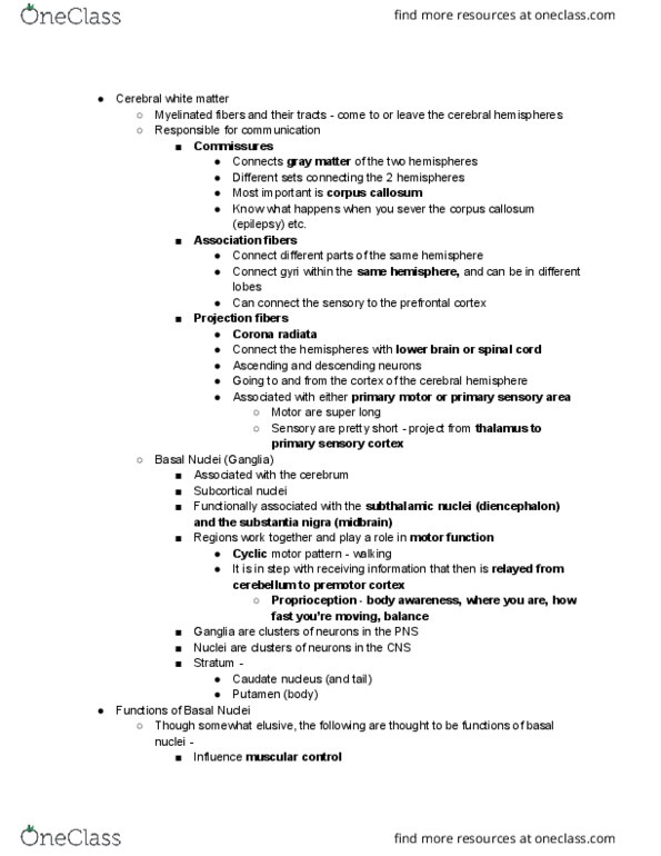 EXSC 224 Lecture Notes - Lecture 7: Skeletal Muscle, Meninges, Cerebral Peduncle thumbnail