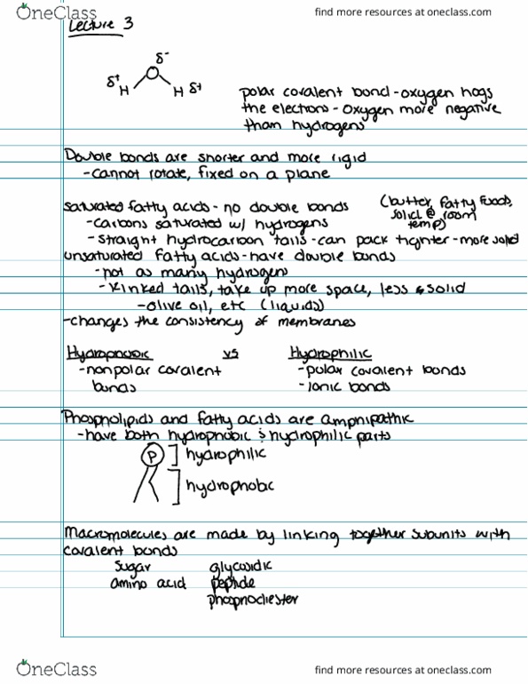 BIOLOGY 285 Lecture Notes - Lecture 3: Covalent Bond, Memoization, Olive Oil thumbnail