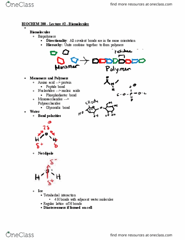 BIOCH200 Lecture Notes - Lecture 2: Glycosidic Bond, Phosphodiester Bond, Peptide Bond thumbnail