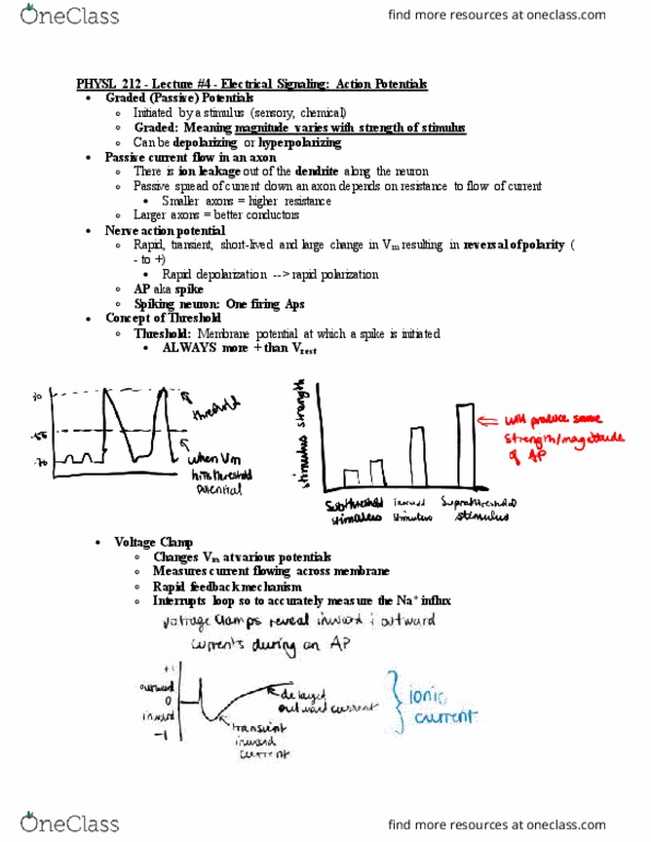 PHYSL212 Lecture Notes - Lecture 4: Tetraethylammonium, Sodium Channel, Extracellular Fluid thumbnail