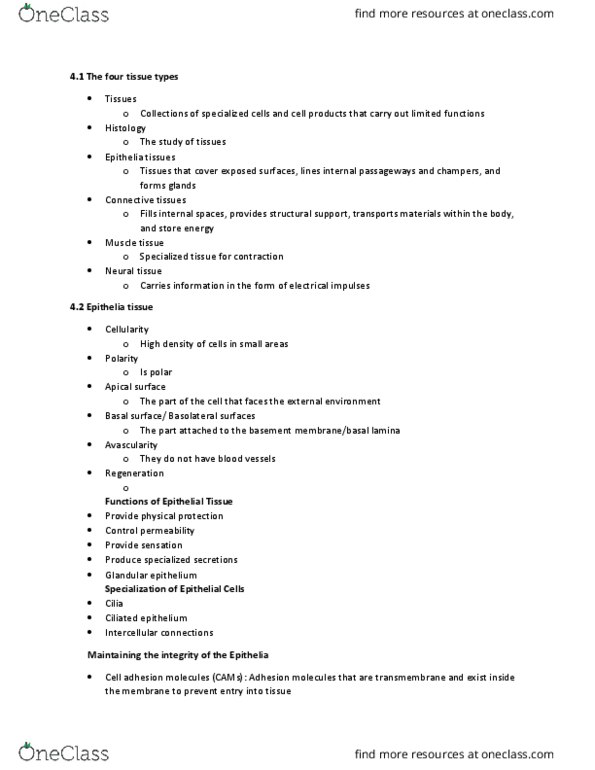 BIOL 221 Lecture Notes - Lecture 2: Stratified Squamous Epithelium, Epithelium, Mesenchyme thumbnail