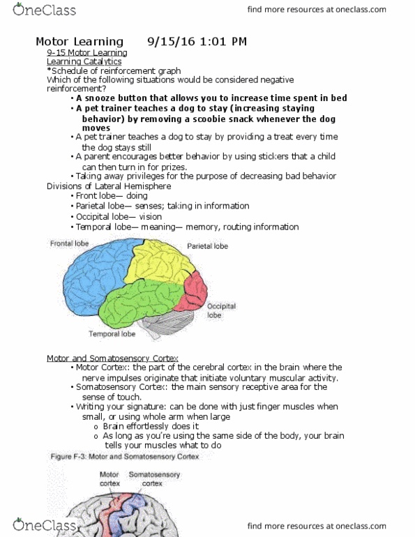 PSYC 110 Lecture Notes - Lecture 7: Occipital Lobe, Cerebellum, Sensory Neuron thumbnail
