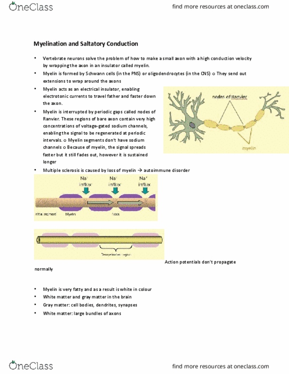 PHGY 209 Lecture Notes - Lecture 3: Cell Membrane, Postsynaptic Density, Grey Matter thumbnail