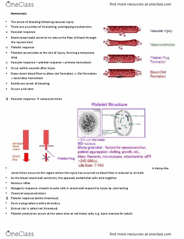 PHGY 209 Lecture Notes - Lecture 12: Thrombin, Antibody, Thromboxane A2 thumbnail