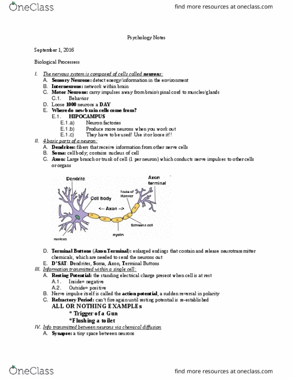 PSYS 100 Lecture Notes - Lecture 4: Cerebellum, Limbic System, Resting Potential thumbnail